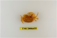 藏品(大里澤蟹)的圖片